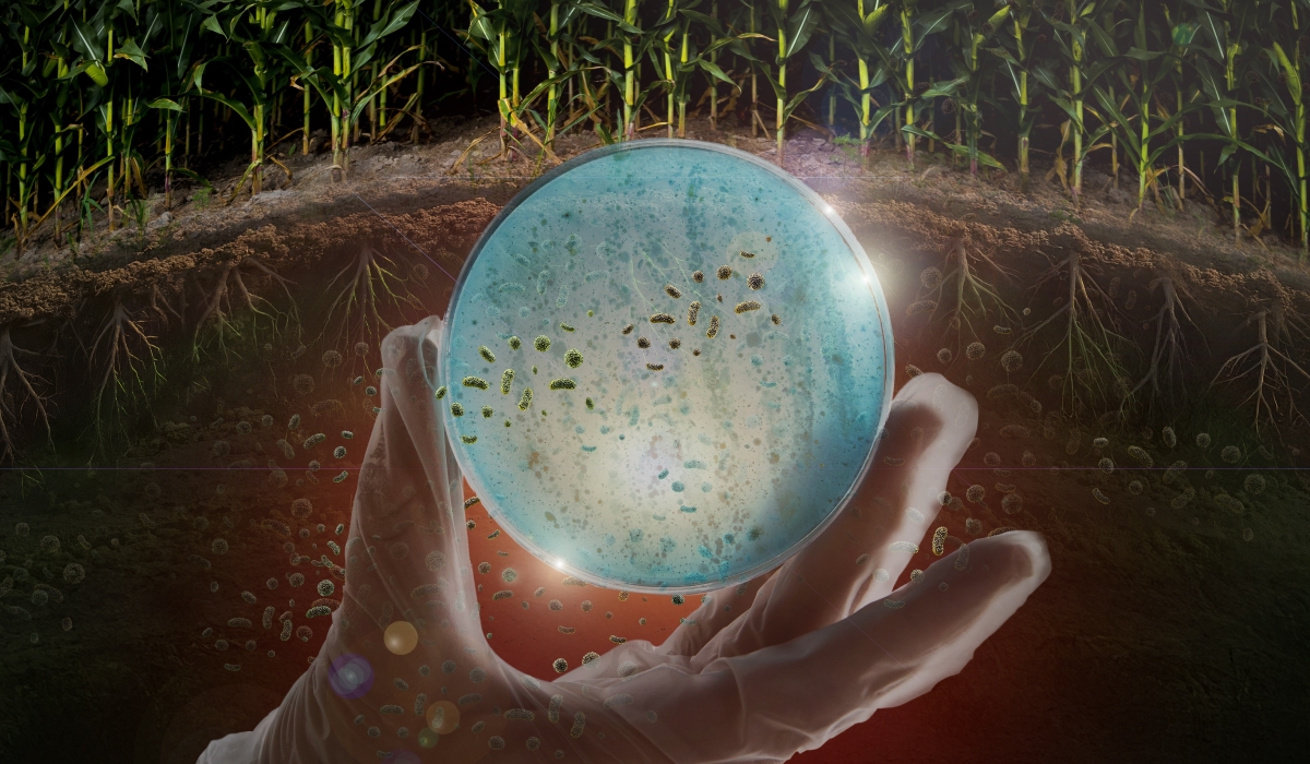 Participación en ISBR17